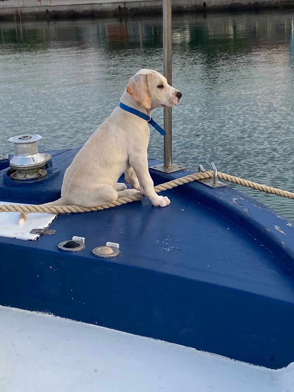 A young cream dog sitting on the blue bow of the boat in the marina