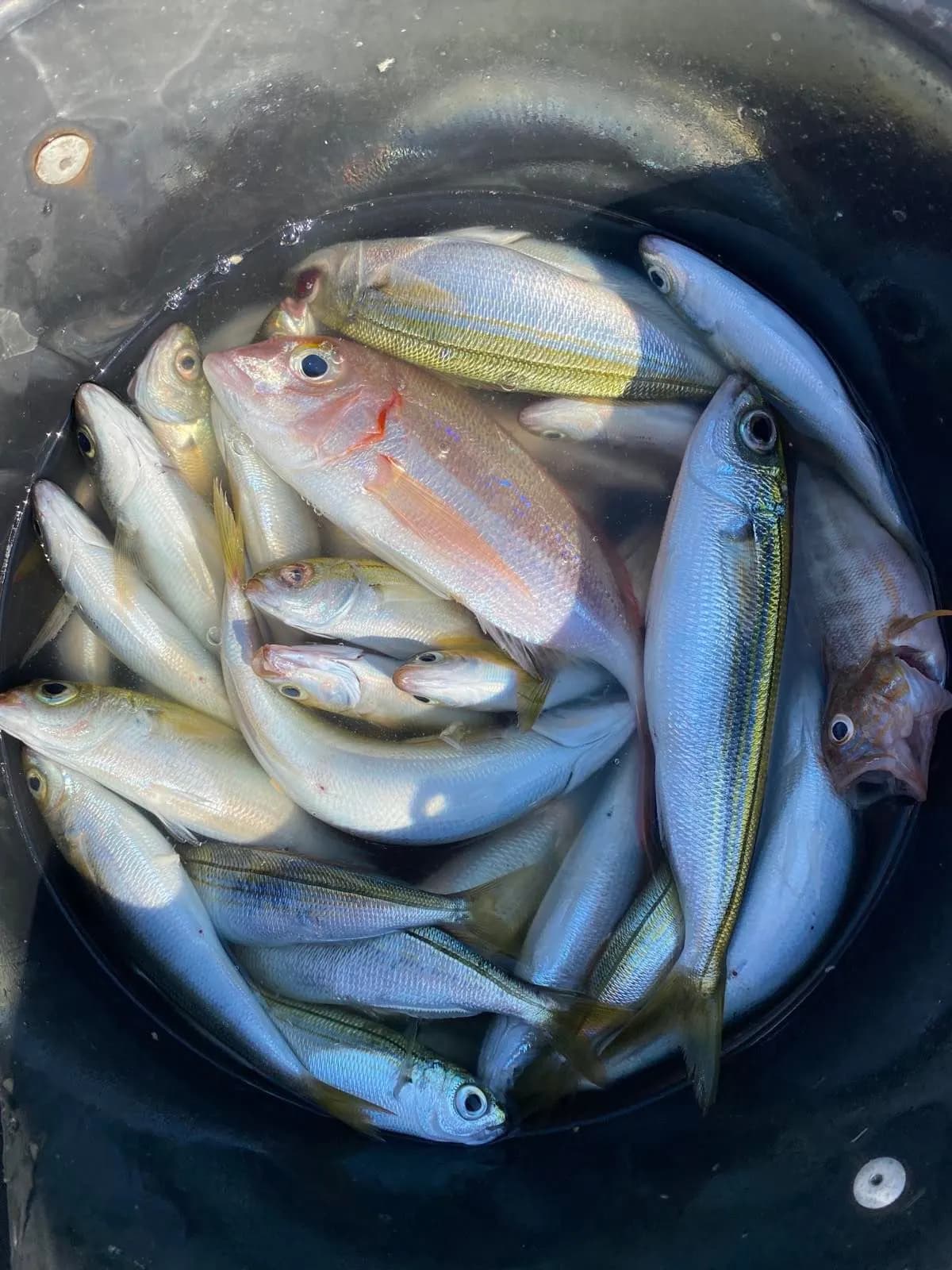 A bucket of bogue, picarel and a pandora kept fresh in seawater