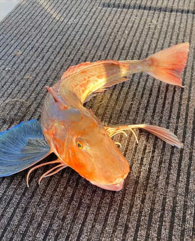 A tub gurnard on the deck matting with its blue pectoral fin spread