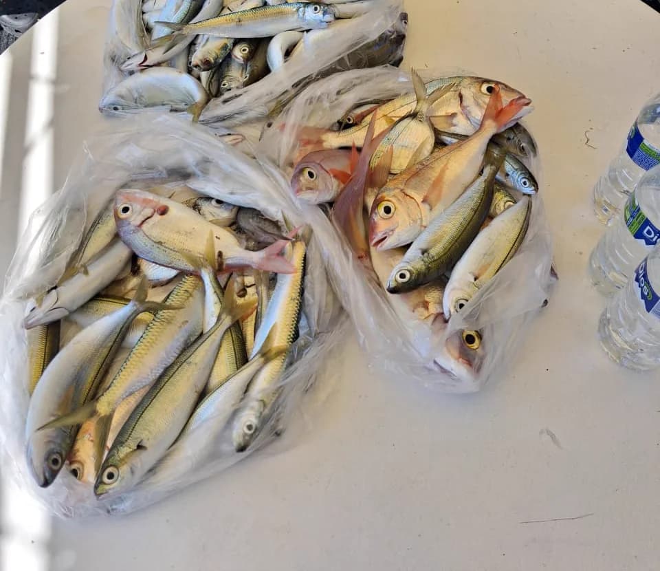 A real catch from a Fishing 4 You trip on the Aegean Sea