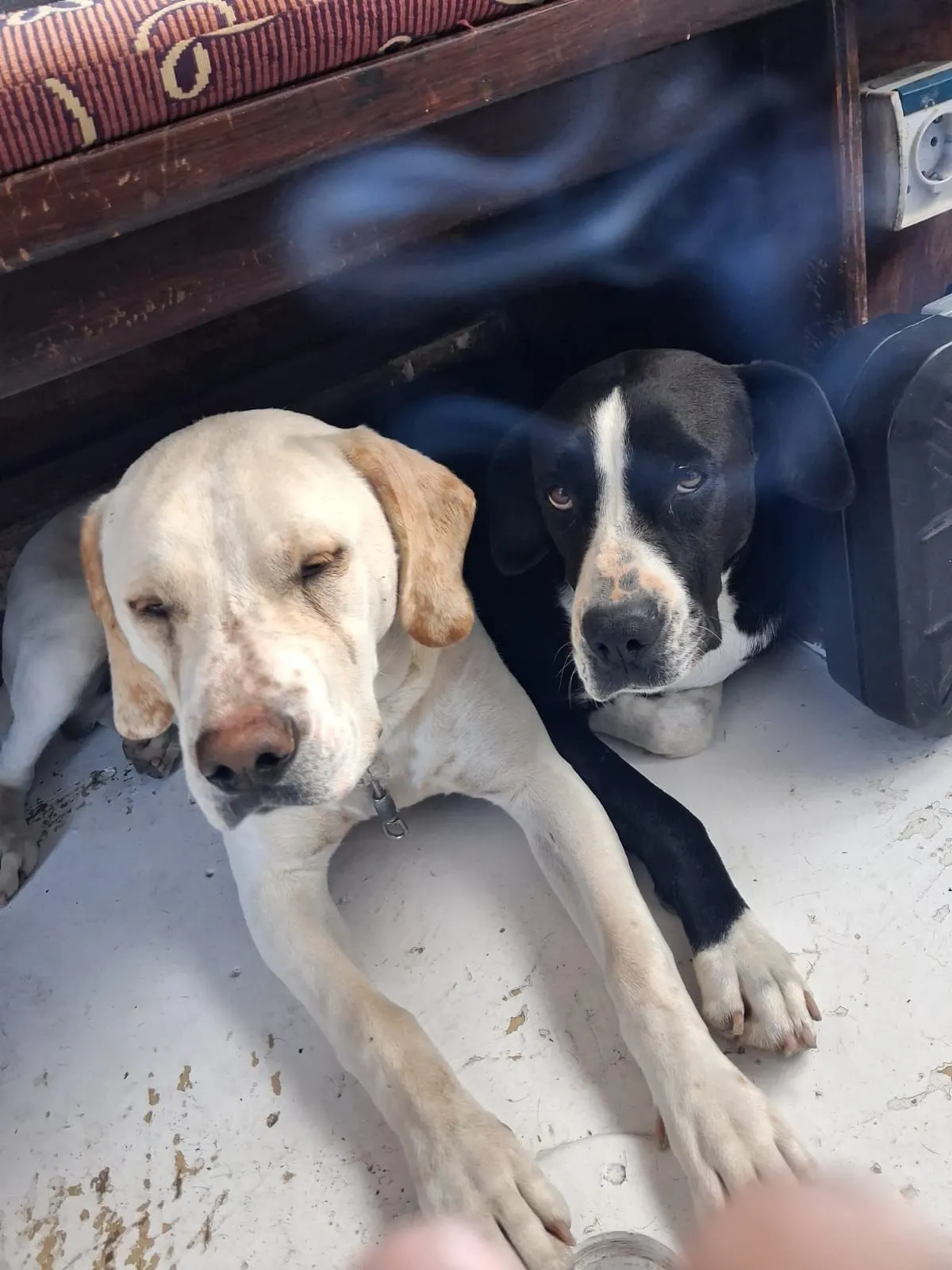 The two boat dogs resting side by side on deck